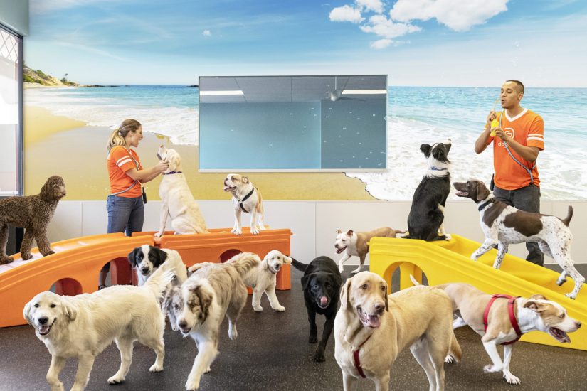 Tips On How To Find The Best Dog Daycare In Los Angeles